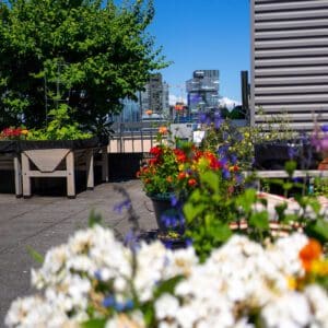 Rooftop garden